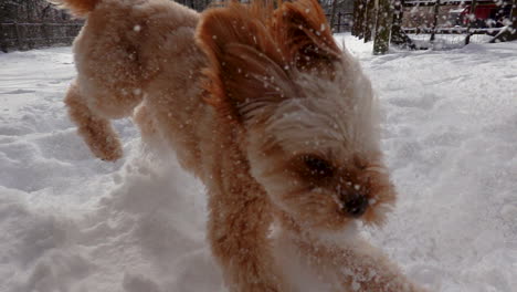 Active-Cheerful-Dog-Running-in-Winter-Snow-Outside-During-Day-Slow-Motion