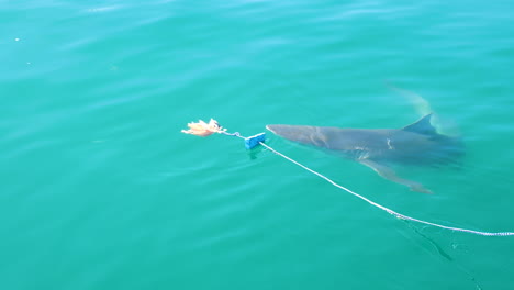 Copper-shark-lured-to-surface-with-bait-chumming---shark-cage-diving-industry