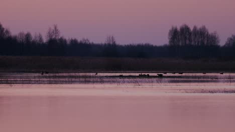 Birds-and-ducks-swimming-around-in-the-Bierbrza-River-during-morning-dawn