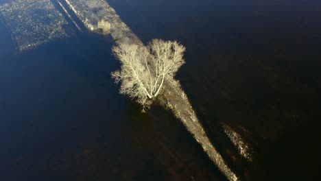 Single-tree-illuminated-by-sunlight-between-two-rivers