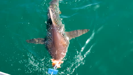 Tiburón-Ballenero-De-Bronce-Atraído-A-La-Jaula-De-Tiburones-Con-Cebo-Para-Que-Los-Turistas-Lo-Vean