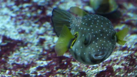 Pufferfish-swimming-near-the-bottom