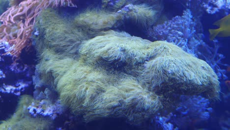 Unterwasserleben-Im-Riff-Ökosystem