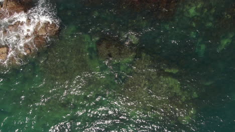 Toma-Panorámica-De-Drones-Levantando-Una-Foto-De-Focas-Nadando-En-El-Mar-Claro