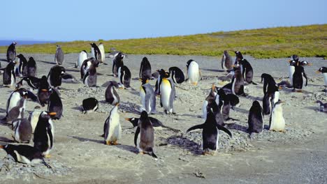 Static-shot-of-a-peaceful-penguin-colony-at-Isla-Martillo,-Ushuaia-in-Argentina