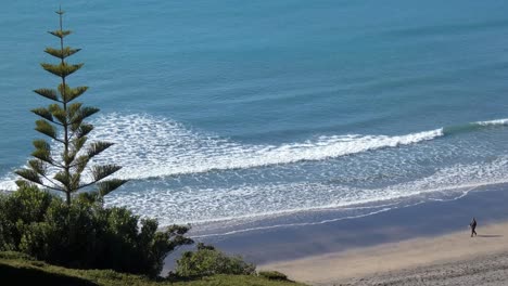 Person-walks-on-sandy-beach-before-turquoise-ocean-and-Norfolk-Island-Pine-tree-on-hillside---Taylors-Mistake-Beach