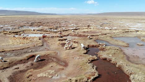 Alpaca's-grazing-grass-fields,-close-to-Arequipa,-Peru,-moving-overview-aerial-drone-shot