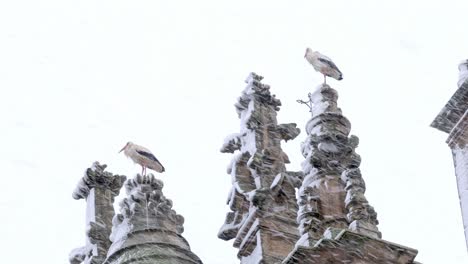 Storks-standing-at-the-top-of-a-cathedral-in-a-snowy-winter-day