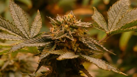 4K-Nahaufnahmevideo-Einer-Blühenden-Cannabispflanze