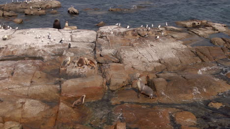 Colony-of-seals-and-sea-birds-sitting-on-wet-rocks-on-a-sunny-day