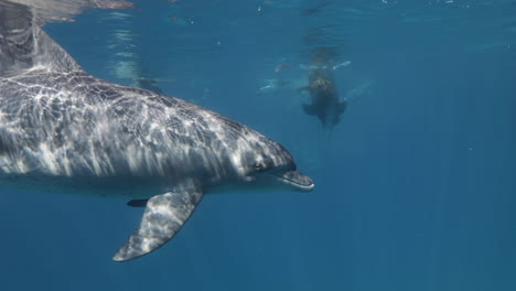 Delfine-Schwimmen-Gemeinsam-Im-Korallenriff-Des-Roten-Meeres-In-Ägypten