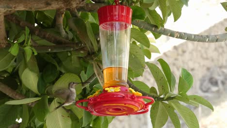 A-bird-feeder-hangs-from-a-tree