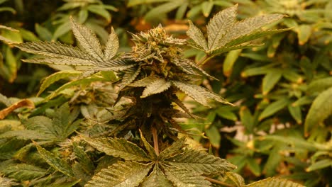 4K-Video-Einer-Blühenden-Cannabispflanze