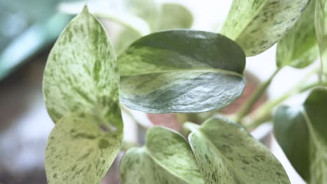 Close-up-of-a-Marble-Queen-Pothos-leaf-being-wiped-down-to-clean-off-dust-and-minuscule-pests