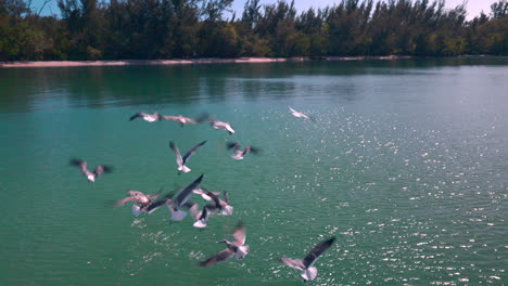 Pájaros-Volando-Sobre-El-Agua-En-Una-Bahía-En-Miami