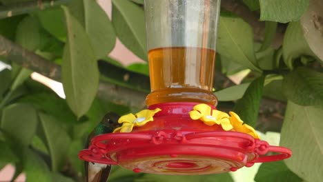 4k-close-up-footage-of-a-humming-bird-sipping-water-from-a-hanging-plastic-water-feeder-with-sugar-water-inside