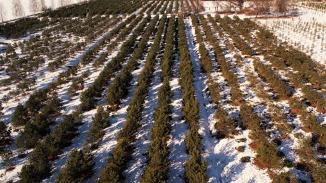 Pine-cone-nursery-in-winter