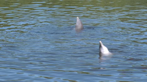 3-Delfine-Schwimmen-Im-Meer
