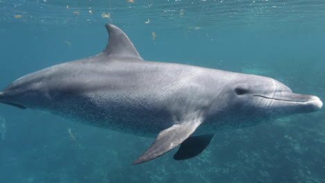 Delfines-Nadando-Juntos-En-El-Arrecife-De-Coral-Del-Mar-Rojo-De-Egipto