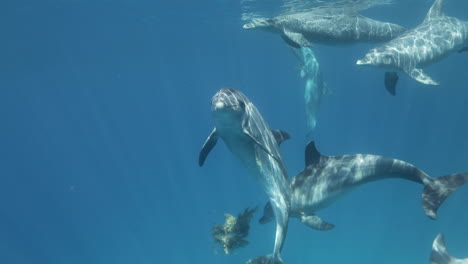 Dolphins-Swimming-together-in-the-coral-reef-of-the-Red-Sea-of-Egypt
