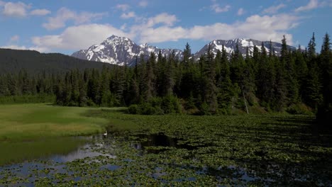 Drone-footage-in-4k-of-a-lily-pond-and-snowcapped-mountains-with-a-swan-on-the-water-in-summer-in-alaska