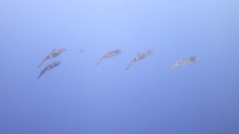 Calamares-En-El-Arrecife-De-Coral-Del-Mar-Rojo-De-Egipto,-Los-Calamares-Son-Nadadores-Rápidos,-Se-Mueven-Por-Propulsión-A-Chorro-Y-Localizan-En-Gran-Medida-A-Sus-Presas-A-Simple-Vista