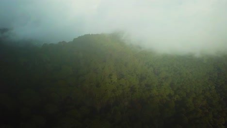 Bosque-Verde-Brumoso