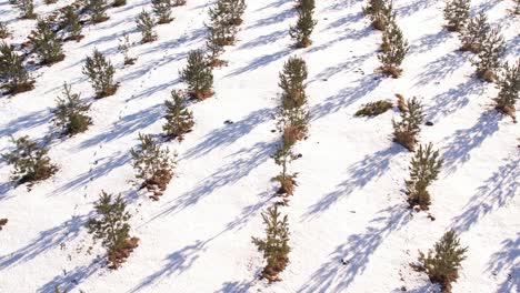 Pine-cone-nursery-in-winter