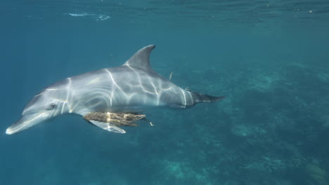 Delfines-Nadando-Juntos-En-El-Arrecife-De-Coral-Del-Mar-Rojo-De-Egipto