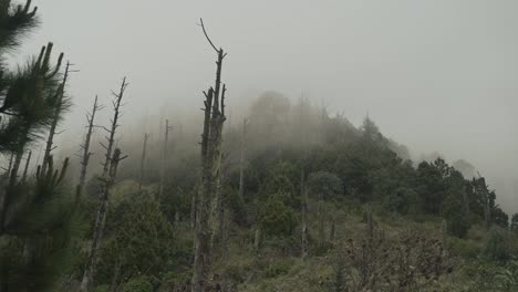 Hermoso-Bosque-Verde-Con-Niebla-En-Movimiento