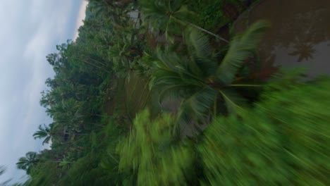 Fast-FPV-drone-shot-cruising-between-palm-trees-above-wet-rice-fields