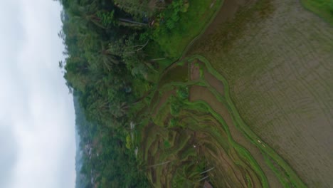 Vertical-FPV-drone-shot-of-green-wet-ricefield-between-palm-trees-on-a-cloudy-day