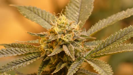 Video-4k-De-Una-Planta-De-Cannabis-En-Flor