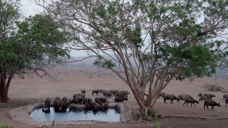 Fixed-Shot-Of-Herd-Of-Buffalos-Drinking-Water-From-Pond-And-Grazing-In-Green-Fields