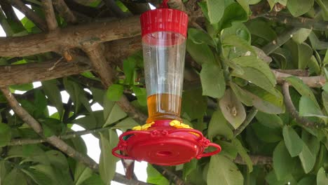 Ein-Roter-Plastik-Wasserspender-Für-Vögel-Hängt,-Während-Ein-Grünlicher-Kolibri-Wasser-Aus-Der-Kunstblume-Trinkt
