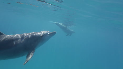 Delfine-Schwimmen-Gemeinsam-Im-Korallenriff-Des-Roten-Meeres-In-Ägypten