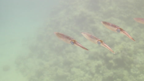 Tintenfische-Im-Korallenriff-Des-Roten-Meeres-In-Ägypten-Sind-Tintenfische-Schnelle-Schwimmer,-Die-Sich-Durch-Strahlantrieb-Fortbewegen-Und-Ihre-Beute-Größtenteils-Anhand-Der-Sicht-Lokalisieren