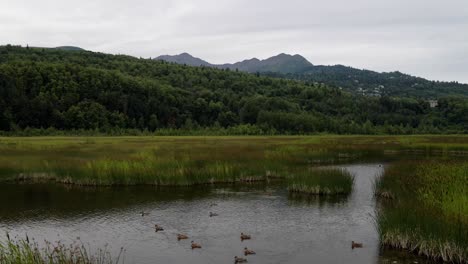 4k-aerial-drone-footage-of-ducks-wading-in-the-water-of-a-swamp-wetland-in-alaska-during-summer