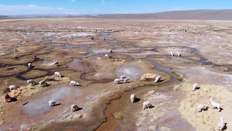 Alpaca's-grazing-grass-fields,-close-to-Arequipa,-Peru,-Slowly-moving-aerial-drone-shot