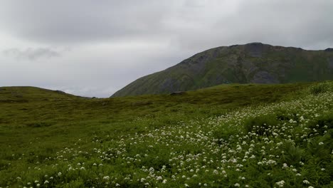 4k-aerial-drone-footage-of-wildflowers-on-a-green-field-with-mountain-views-near-a-hiking-trail-in-alaska