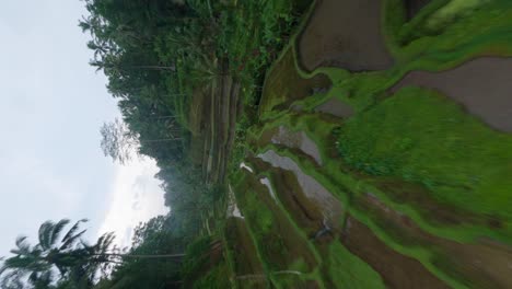 FPV-drone-shot-of-wet-rice-fields-in-Bali-between-palm-trees