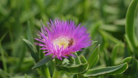 Zeitlupe,-Nahaufnahme-Einer-Biene-In-Blüte