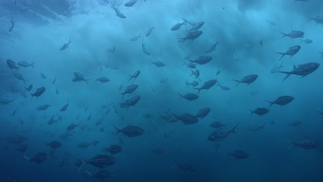 Viele-Makrelenfische-Schwimmen-Unter-Der-Meeresoberfläche-Mit-Großen-Wellen-Darüber