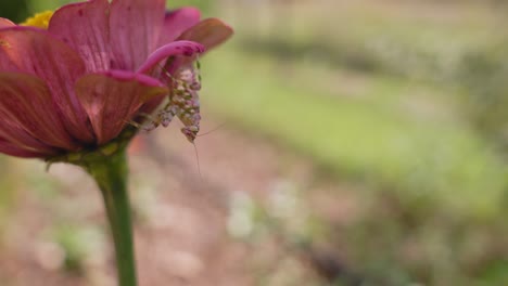 Close-Up-of-Praying-Mantis-under-Flower