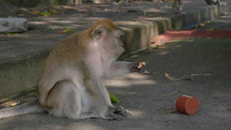 Wild-monkey-eating-food-on-city-street-in-Asia,-Songkhla-Thailand