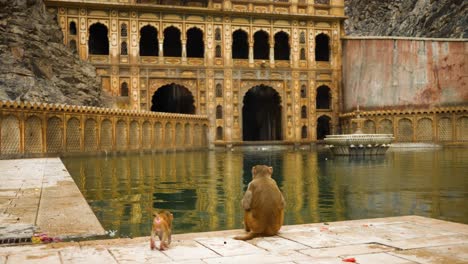 Erwachsene-Und-Kleine-Makaken-Im-Galtaji-Tempel,-In-Der-Nähe-Von-Jaipur,-Indien