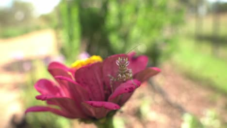 Close-Up-Slow-Motion-facing-front-of-Praying-Mantis-on-Flower