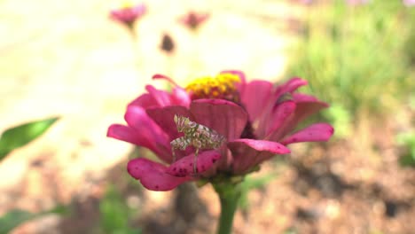 Close-Up-Slow-Motion-of-Praying-Mantis-on-Flower-from-side