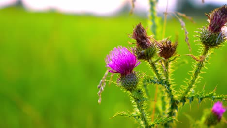 Colorfull-purple-flower-on-a-green-meadow,-macro-photography,-50-fps-slow-motion