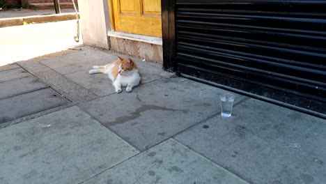 Lonely-stray-cat-lying-down-on-the-street-floor-with-a-small-plastic-glass-of-water